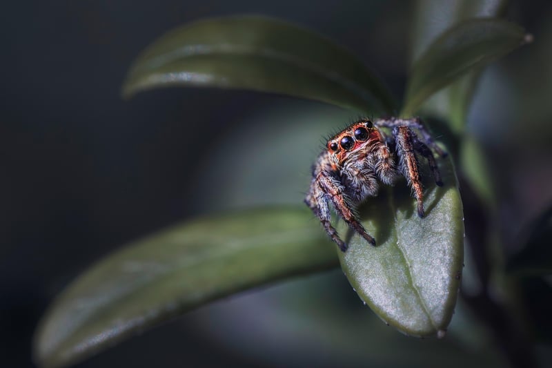 Spider Mite