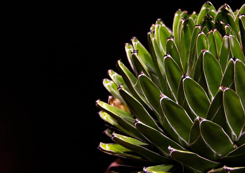 Succulent Showcase