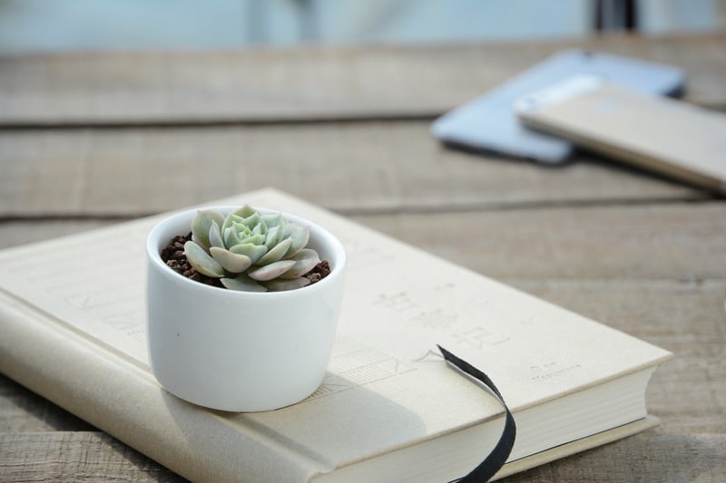 Succulent Terrarium in Glass Jars